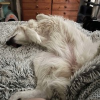 Photo of Luna *9 Lives Project Rescue*