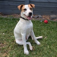 Photo of Harry 🎾🐕 (Assisted Rehome)