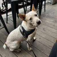 Photo of Jester   3yo Cattle Dog X 