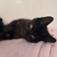 Photo of Bat Bat   In Foster Care In Ashburton
