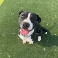 Photo of Socks Imp 2436