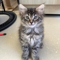 Photo of C1596 Kiki