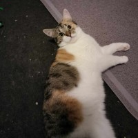 Photo of Gizmo & Boo *9 Lives Project Rescue*