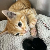 Photo of Crumpet   Located In Ashburton