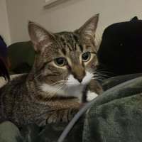 Photo of Aura * 9 Lives Project Rescue*