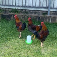 Photo of 3 Roosters 