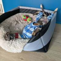Photo of Ruby, The Greyhound