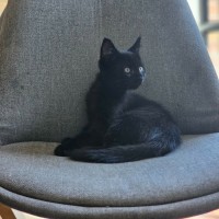 Photo of Apollo