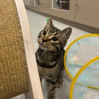 Photo of The Rizzler 