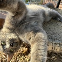 Photo of Miss Lemon Violet 