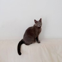 Photo of Sage