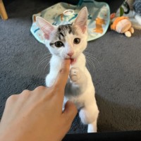Photo of Cheeseburger