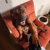 Photo of Treacle