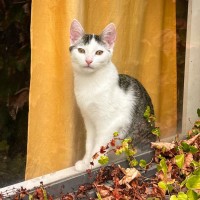 Photo of Owen   Located In Northcote