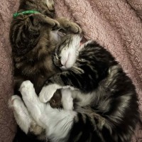 Photo of Gadget   Located In Pakenham