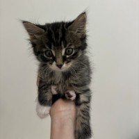 Photo of Vicomte De Valmont