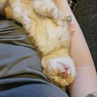 Photo of Pumpkin   Located In Preston