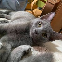 Photo of Mystery Saja