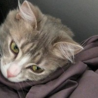 Photo of Sammi 🐾
