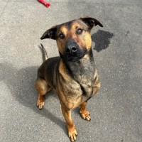 Photo of Sampson