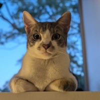 Photo of Chai And Mochi