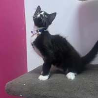 Photo of Pepe Le Pew