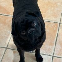 Photo of Busta The Pug