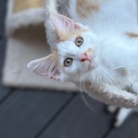 Photo of Sawyer 🐈😽