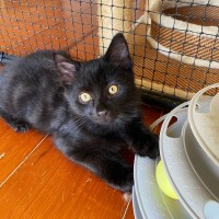 Photo of Capote ^^Dandy Cat Rescue^^