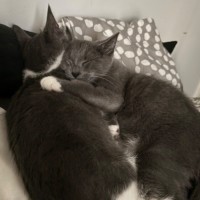 Photo of Patrick (Dempsey) (“Silver Fox” Litter)