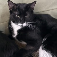 Photo of Bolly