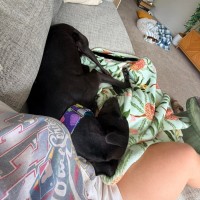 Photo of Frankie, The Greyhound 