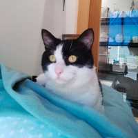 Photo of Oreo