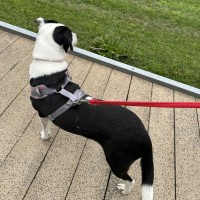 Photo of Tilly