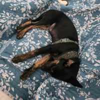 Photo of Rascal