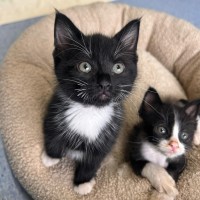 Photo of Pumba   In Foster Care In Ashburton