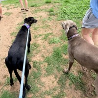 Photo of Frankie, The Greyhound 