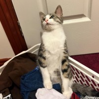 Photo of Mickey ** 2nd Chance Cat Rescue**