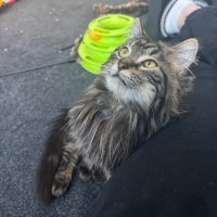 Photo of Dill Pickle