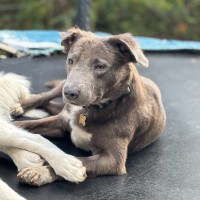 Photo of Stormfly