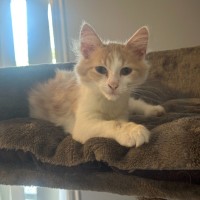 Photo of Cooper