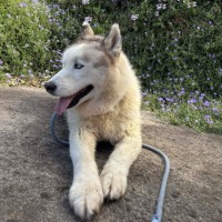 Photo of Loki
