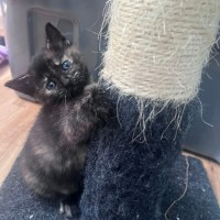 Photo of Flabbergast