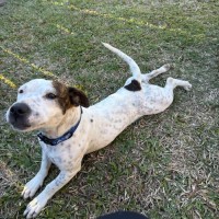 Photo of Snoopy