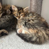 Photo of Astrid Rose 🌹