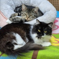 Photo of Buttons **2nd Chance Cat Rescue**