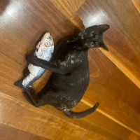Photo of Shadow