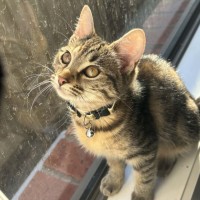 Photo of Naia   In Foster Care In Pakenham