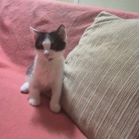 Photo of Espie ** 2nd Chance Cat Rescue **
