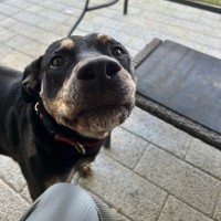 Photo of Misty 